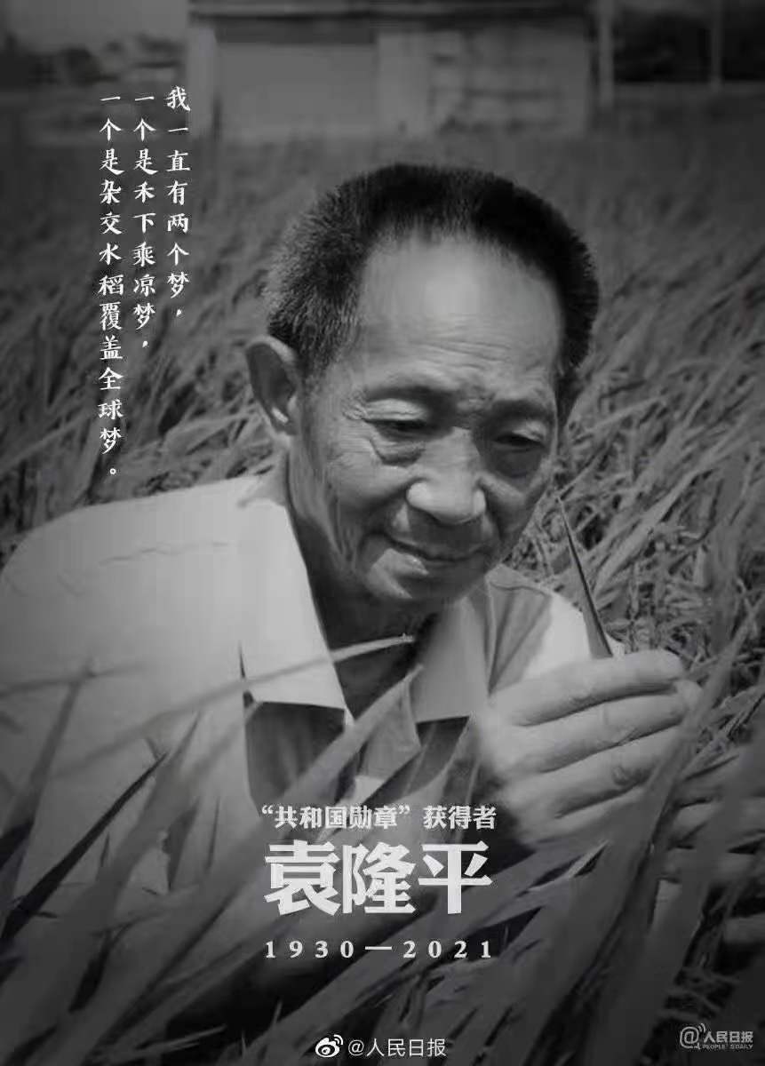 緬懷，國之脊梁——雜交水稻之父